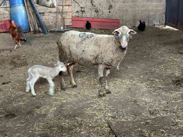 Şapa karşı 'hayvanlara küflü domates yedirmeyin, idrar içirmeyin' uyarısı