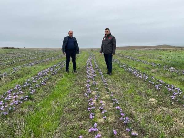 Tekirdağ'da safran üretimi yaygınlaşıyor
