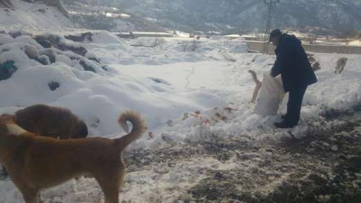 Reşadiye Belediyesi sokak hayvanlarını unutmadı