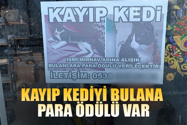 Kayıp kediyi bulana para ödülü