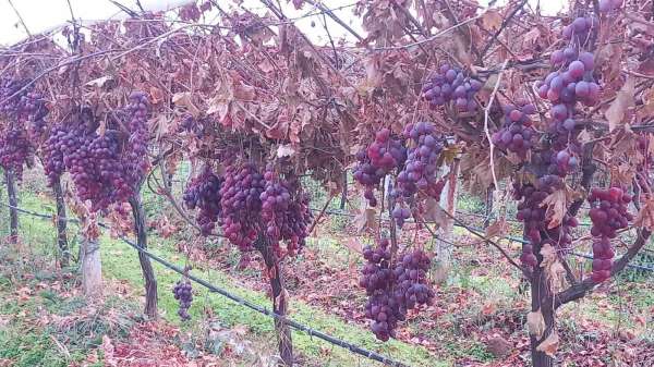 Sarıgöl'de 2025 yılı üzümleri dalında bekletip 2026'nın ilk günü hediye etti