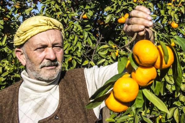 (Özel) 50 yıl önce Balıkesir'de hobi diye başlayan mandalina üretimi dev bir sek