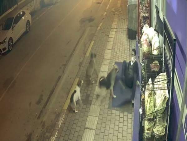 Sokak köpeklerinin saldırısıyla yere düştü, saldırıyı tekmeleriyle savuşturdu 