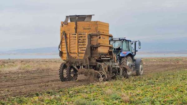 Adilcevaz'da pancar sökümü hızla devam ediyor