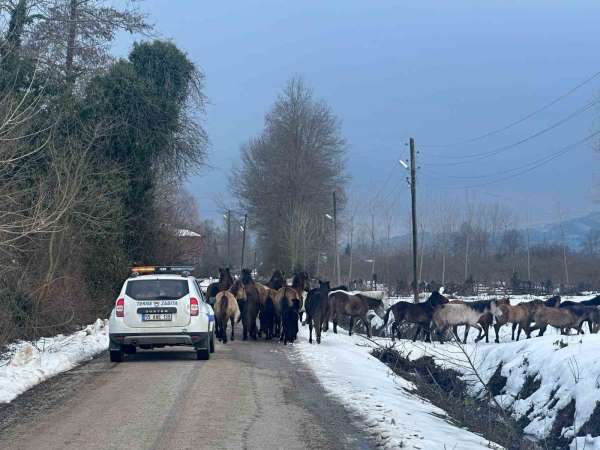 Samsun'da başıboş atlar belediyeyi harekete geçirdi