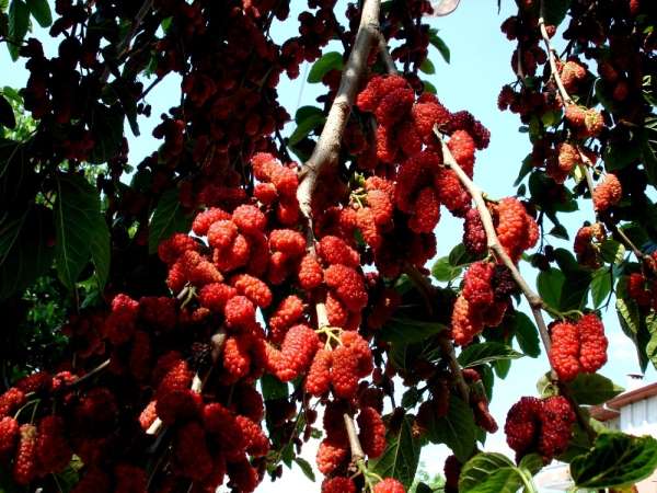 Yapraktan çok meyvesi olan dut ağaçları şaşırttı - Manisa haber