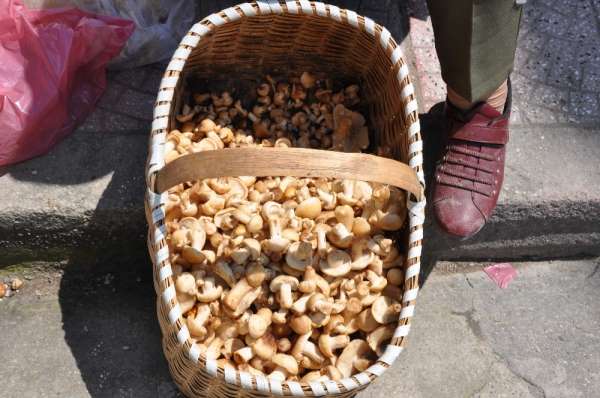 Cincile mantarı pazardaki yerini aldı