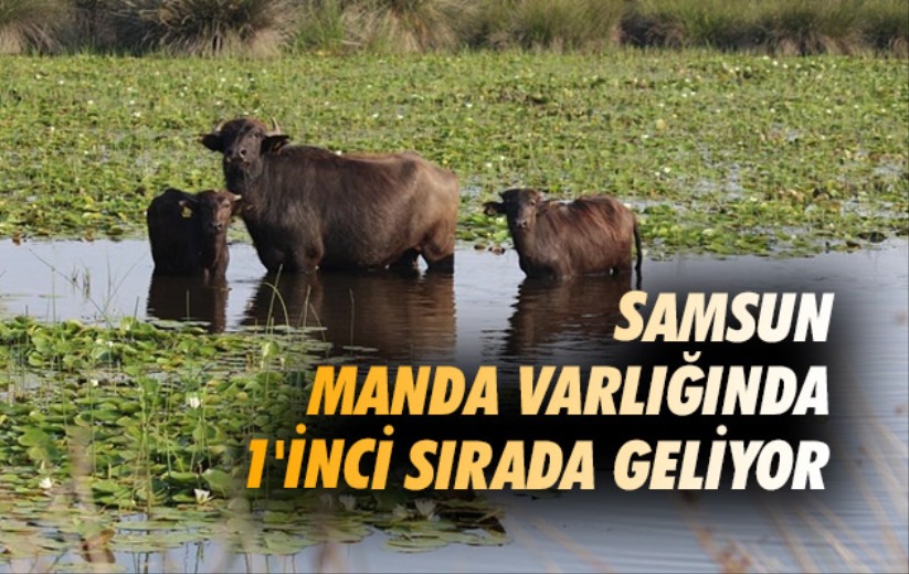 Samsun manda varlığında 1'inci sırada geliyor