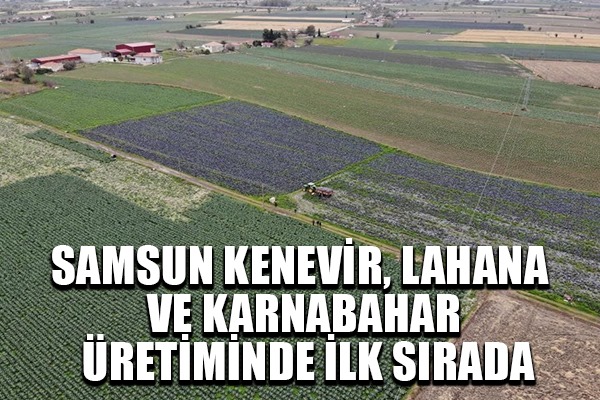 Samsun kenevir, lahana ve karnabahar üretiminde ilk sırada