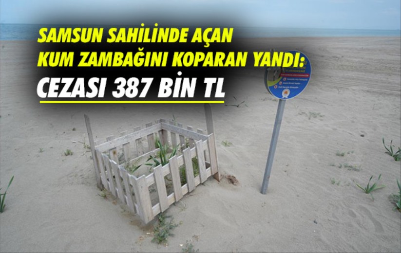 Samsun sahilinde açan kum zambağını koparan yandı: Cezası 387 bin TL