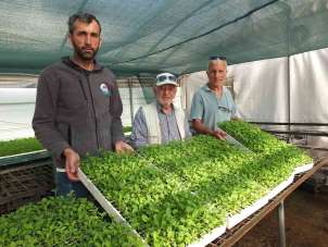 Balıkesir'de Stevia fidesi sevkiyatına başlandı