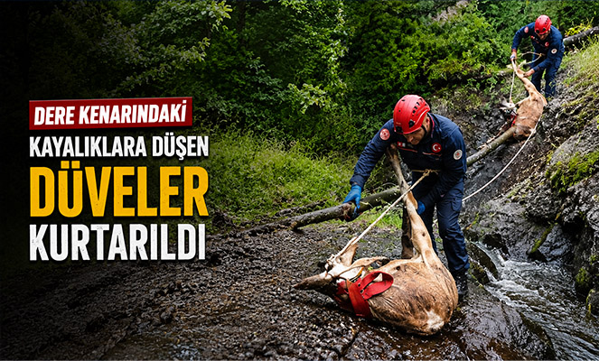 Dere kenarındaki kayalıklara düşen düveler kurtarıldı
