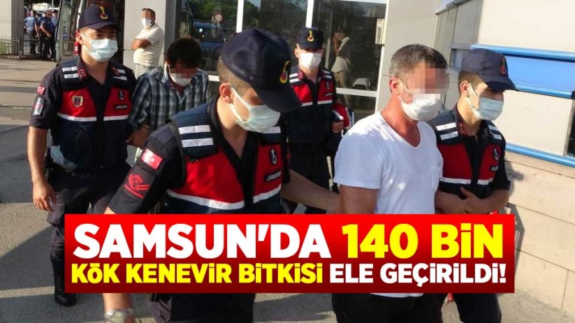 Samsun'da 140 bin kök kenevir bitkisi ele geçirildi! 2 kişi tutuklandı