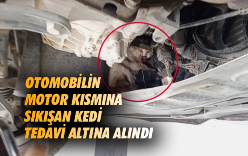Samsun'da otomobilin motor kısmına sıkışan kedi tedavi altına alındı