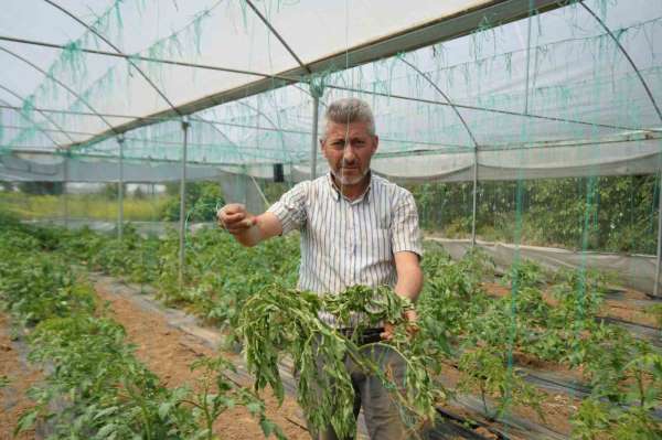 Marmara'nın 'Küçük Antalya'sı tabir edilen bölgede üretilen domatesi, lekeli solgunluk virüsü vurdu