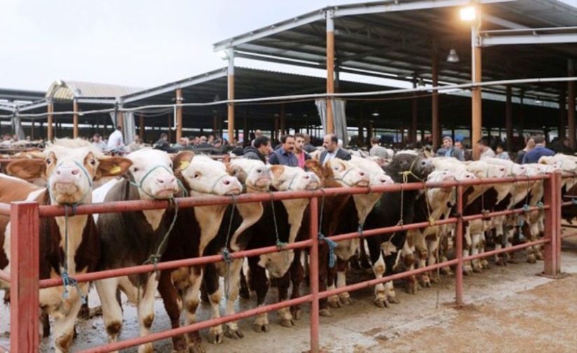 Ülke genelinde tüm hayvan pazarları kapatıldı! 'Acele' kodlu yazı 81 ile gönderildi