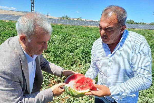 Araban'da karpuz hasadı başladı