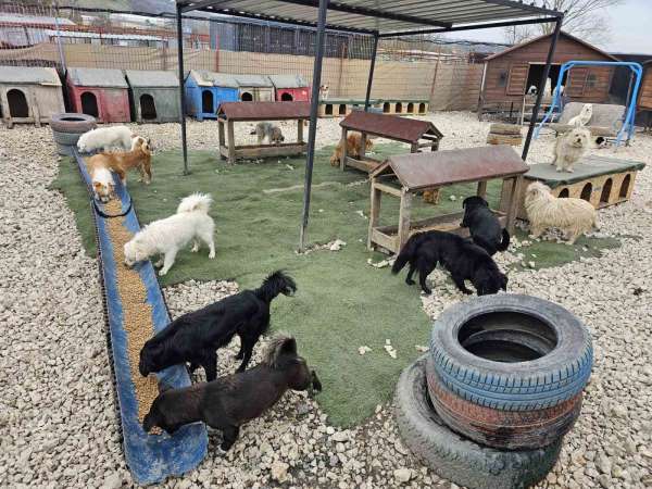 Potadan Patiye Projesi ile Hepsiburada'dan sokak hayvanlarına 4 tonu aşan mama desteği