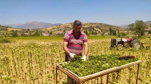 Sarıgöl'de tütün kırımı başladı