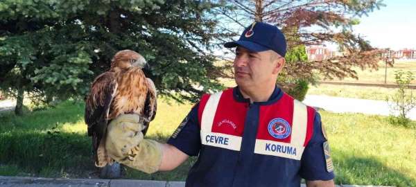 Yozgat'ta yaralı bulunan şahin koruma altına alındı