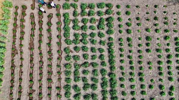 Ağrı'da hibeli sebze üretimi meyvesini verdi, hedef 14 bin ton verim