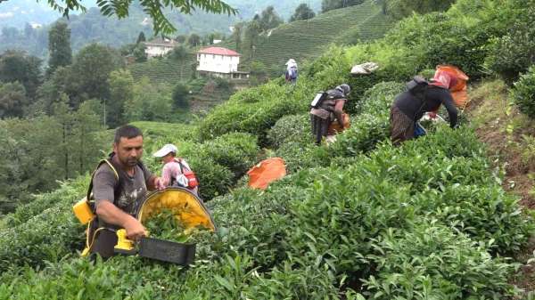 ÇAYKUR Genel Müdürü Alim: 'Çay üreticileri de mağduriyetin kendilerinden olduğunun farkında'