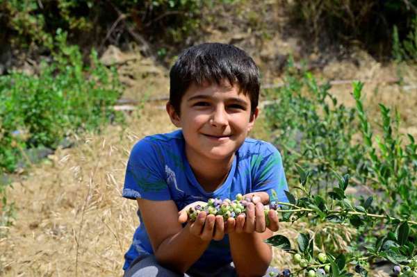 İzmir'in ilk toprağa dikim yaban mersini hasat edildi