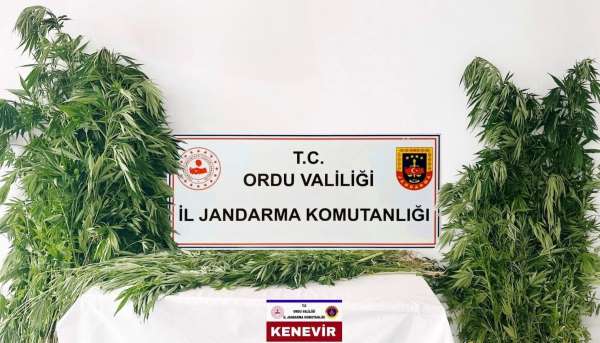 Ordu'da yasa dışı kenevir üretimine 3 tutuklama
