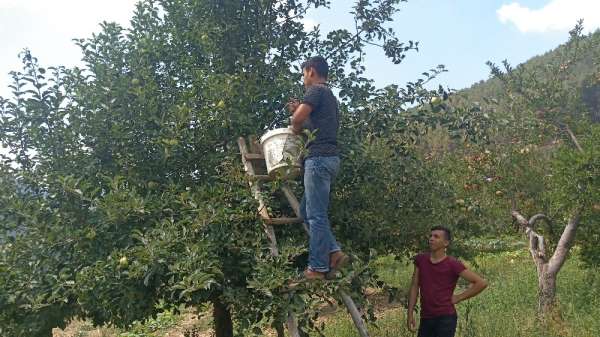 1600 rakımlı yaylada elma hasadı başladı 