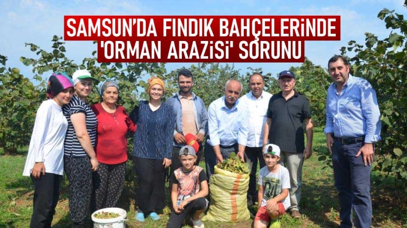 Samsun'da fındık bahçelerinde 'orman arazisi' sorunu