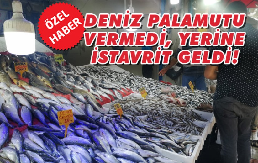 Deniz palamutu veremedi, yerine istavrit geldi! 