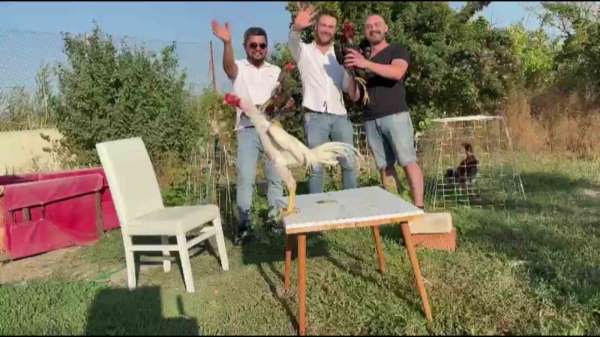 Amasya'da düğünde damada 250 bin TL değerinde Hint horozu hediye edildi