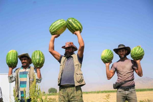 Muş'ta karpuz hasadından 2 milyar liralık gelir bekleniyor