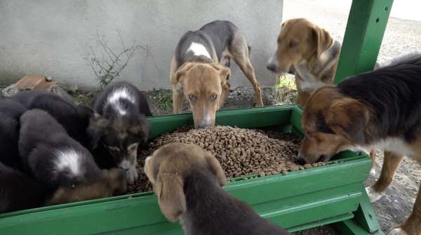 Can dostlara 85 ton mama