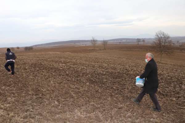 Havza Belediyesi'nden ata tohum ekimi