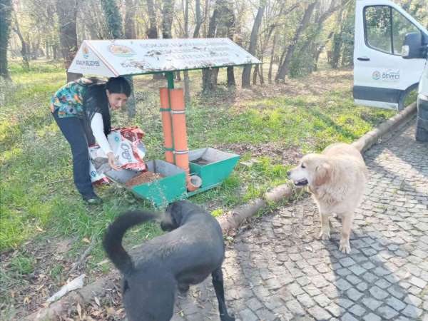 Atakum Belediyesi'nden sokak hayvanlarına 9 ton mama desteği