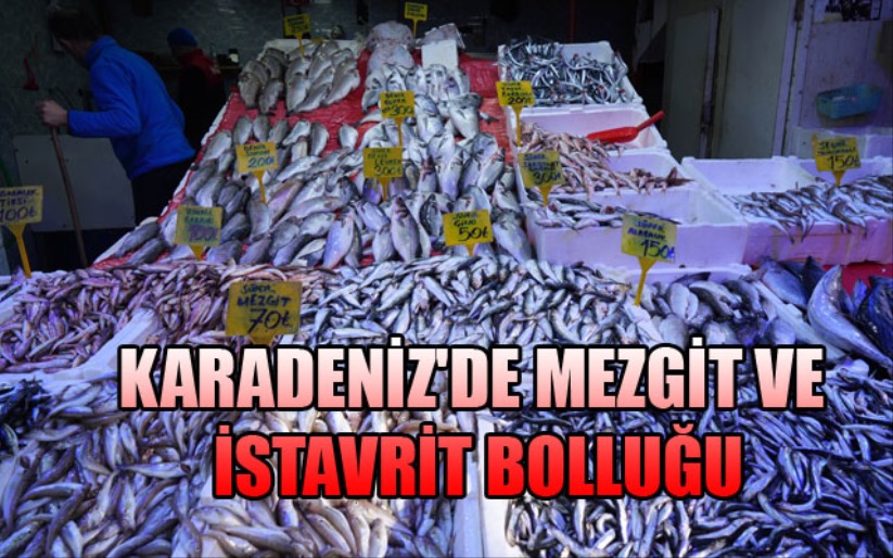 Karadeniz'de mezgit ve istavrit bolluğu