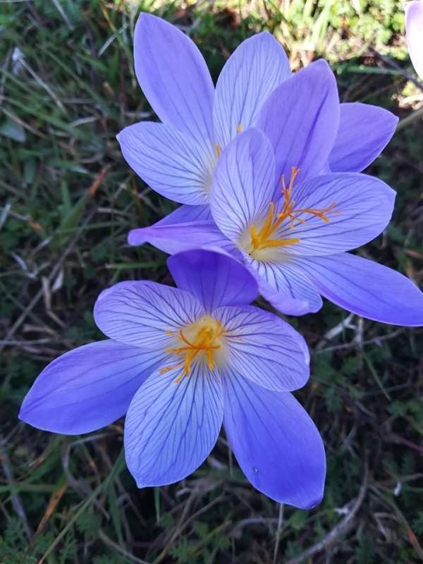 Karadeniz yaylalarında 'vargit' dönemi