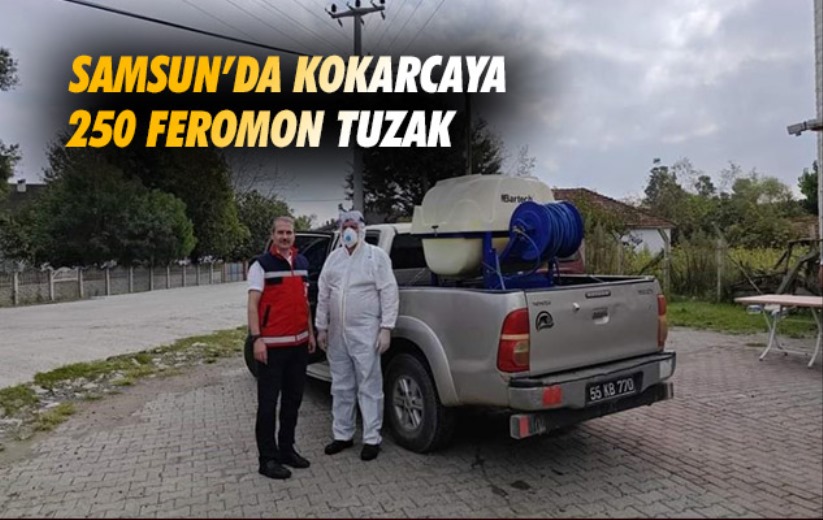 Samsun'da kokarcaya 250 feromon tuzak