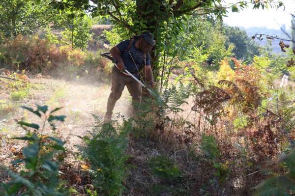 Aydın'da kestane hasat sezonu için hazırlıklar başladı