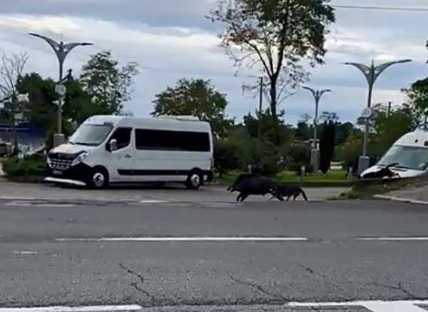 Ordu'da domuz sahil yoluna indi