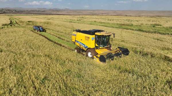 Şanlıurfa'da yetişen Karacadağ pirincinde hasat başladı
