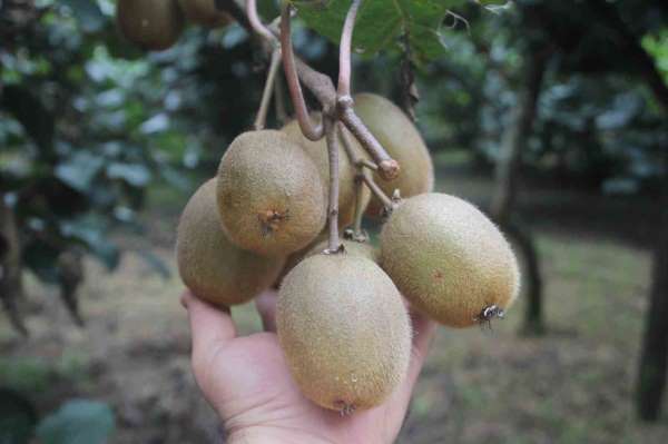 Tescilli Ordu kivisinde rekolte yarıya düştü