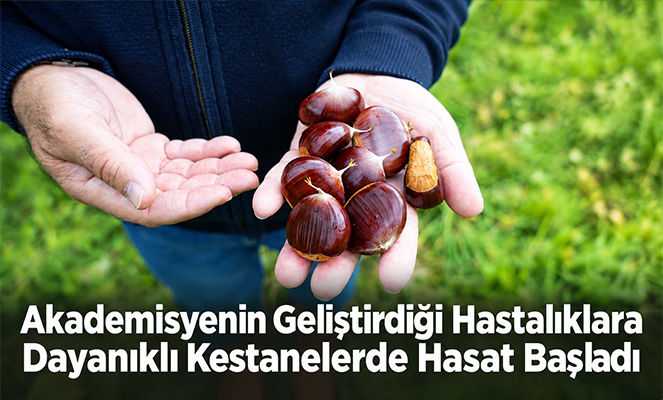 Akademisyenin geliştirdiği hastalıklara dayanıklı kestanelerde hasat başladı
