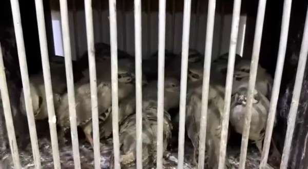 Van'da kafes avcılığı yapan 2 şahsa 211 bin 764 TL idari para cezası uygulandı