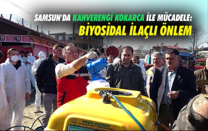 Samsun'da kahverengi kokarca ile mücadele: Biyosidal ilaçlı önlem