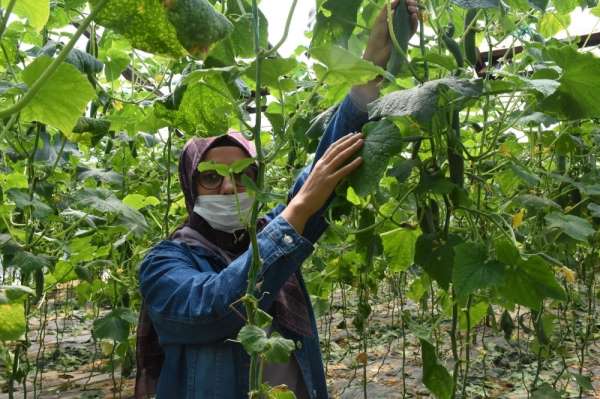 Alanya'da örtüaltı üretim ara vermedi 