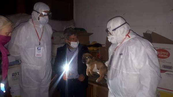 Gece yarısı alınan özel izinlerle trafik kazası geçiren 3 köpek istanbul'a götür