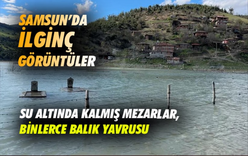 Samsun'da ilginç görüntüler: Su altında kalmış mezarlar, binlerce balık yavrusu