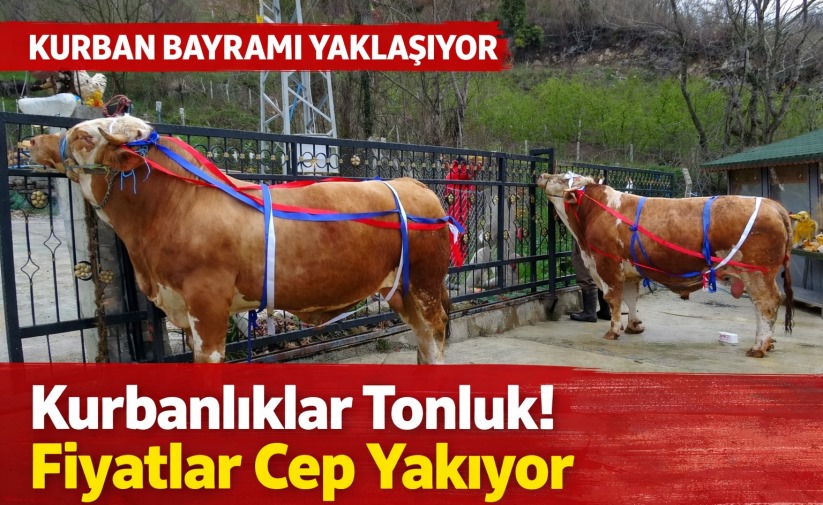 Kurban Bayramı yaklaşırken tonluk kurbanlıklar satışta - samsunsonhaber.com